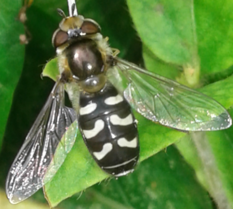 Syrphidae : Scaeva pyrastri